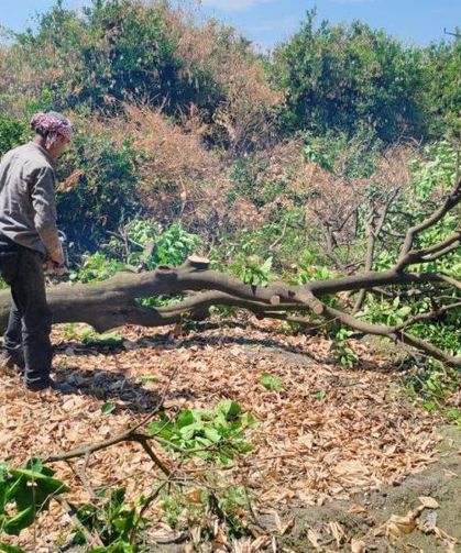 Çiftçiler don afetinde kuruyan narenciye ağaçlarını kesmeye başladı