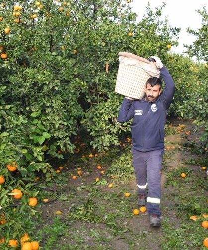 Kilogram fiyatı 2 TL’ye düşünce dalda çürümeye bırakılmıştı, 320 ton ürün vatandaşlara ücretsiz dağıtıldı