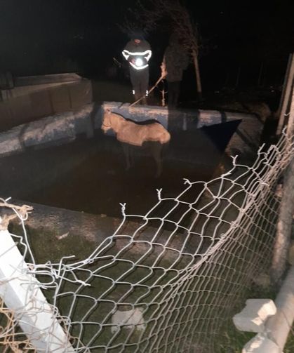 Havuza düşerek mahsur kalan atı itfaiyeciler kurtardı