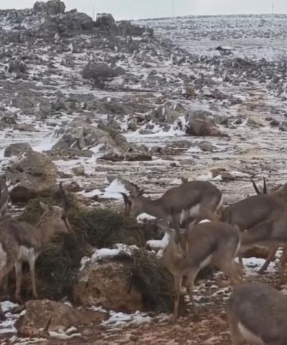 ‘Gazella gazella' dağ ceylanlarının kar keyfi