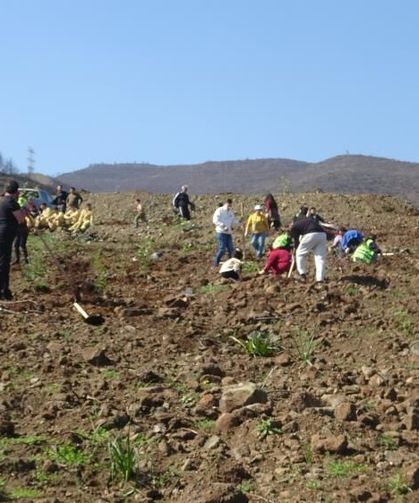 Orman yangınından zarar gören alanlarda 5 bin fidan toprakla buluşturuldu