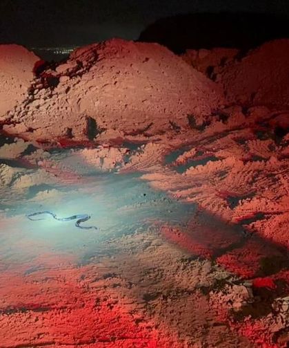 Camide görülen yılan yakalandı