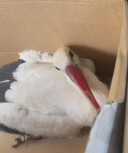 Göç yolundaki leyleklere av tüfeğiyle ateş ettiler