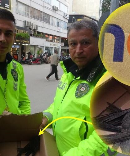 Göç yolunda yorgun düşen Ebabil kuşlarına polisten yürek ısıtan şefkat
