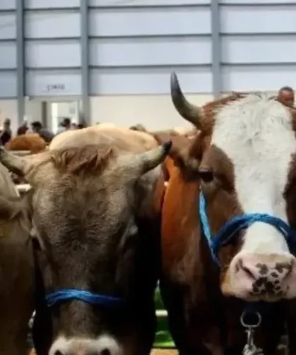 2026 Vekaletle Kurban kesim bedelleri açıklandı🐑