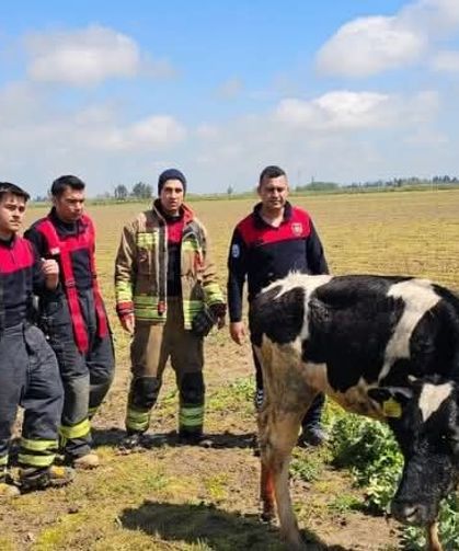 Su kanalına düşen inek itfaiye ekipleri tarafından kurtarıldı