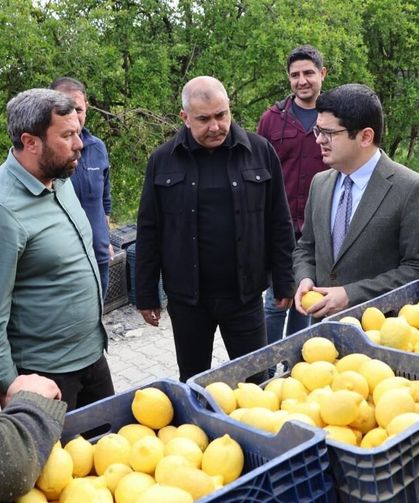 Arsuz'da limon hasadı başladı