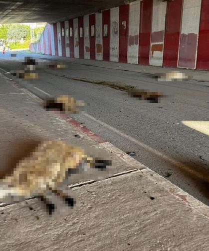 Otomobil sürüye daldı, 17 koyun telef oldu