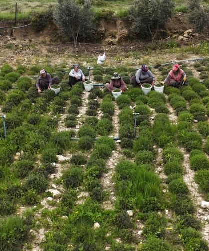 Sofraların vazgeçilmezi zahterde bereketli hasat
