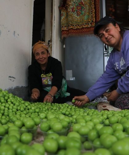 Turfanda hasat edilen can eriği Avrupa ülkelerine ihraç ediliyor