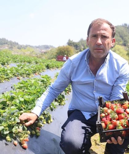 Çileğin🍓bu yıl tarlada kilosu 90 TL ila 150 TL arasında