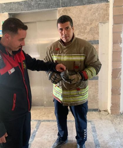 Asansör boşluğuna düşen yavru kediyi itfaiye kurtardı