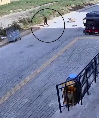 Sokak köpeklerinin saldırdığı 7 yaşındaki çocuk korku dolu anlar yaşadı