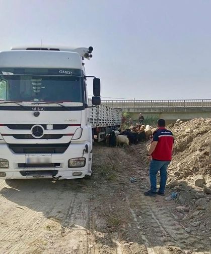 Kurban Bayramı öncesi hayvan sevkiyatlarına sıkı denetim