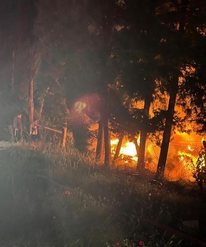 Arsuz'da ağaçlık alan alevlere teslim oldu