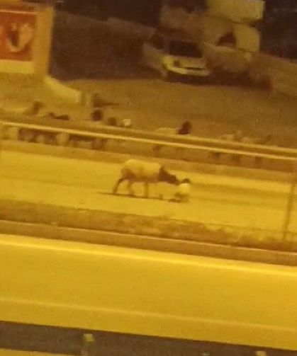 Firari koyun sürüsü kara yoluna çıkıp, üst geçidi kullandı