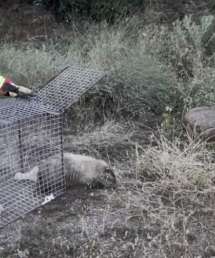 Bal porsuğu mahsur kaldığı havuzdan kurtarıldı