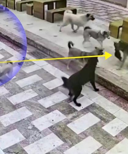 🐈‍⬛😿Kedinin tek başına 6 köpekle🐕mücadele ettiği anlar