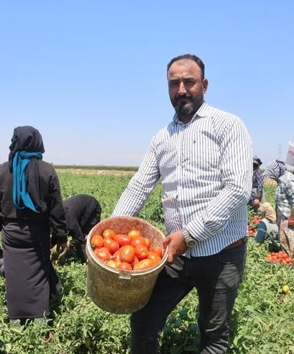 Domates tarlada 15 TL'den alıcı buluyor