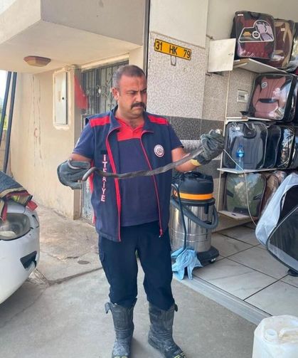 Yerleşim alanlarına giren yılanlar doğal yaşam alanına bırakıldı