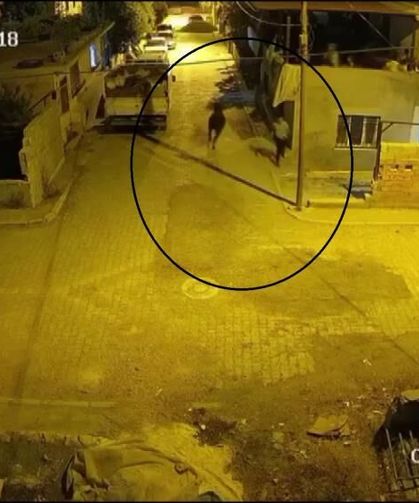 Firari angus mahalleliye korku dolu anlar yaşattı