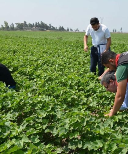 Hatay’da pamuk, soya ve ayçiçeği üretim alanları kontrol edildi