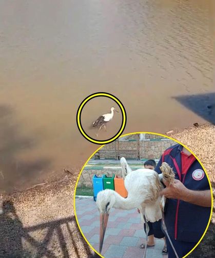 Yaralı leylek ekipler tarafından kurtarıldı