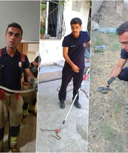 Antakya'da evlere giren yılanlar yakalandı