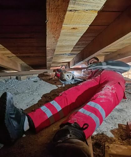 Telef olan eşinin başından ayrılmayan baykuş kurtarıldı