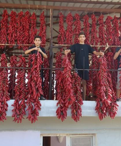 Tek tek ipe dizilen dolmalık acı biberler, mahalledeki balkonları kırmızıya bürüdü