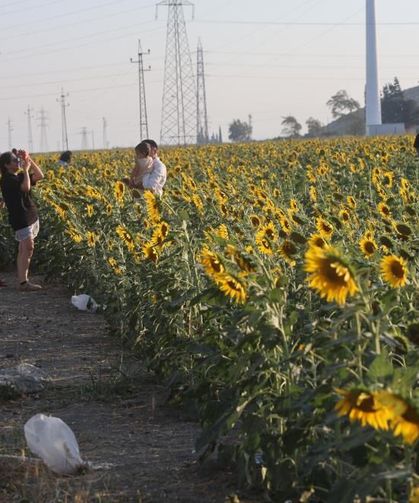 Doğal fotoğraf stüdyosu halini alan ayçiçek tarlası vatandaşların ilgi odağı oldu