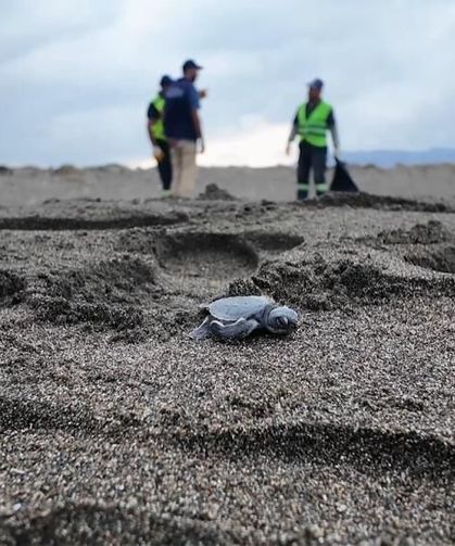 Samandağ Sahili’ndeki nadir türlere özel koruma çalışması