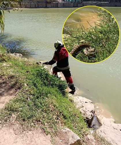 Reyhanlı’da göl kenarında görülen yılan yakalandı
