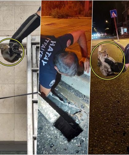 İskenderun’da mahsur kalan hayvanlar ekipler tarafından kurtarıldı