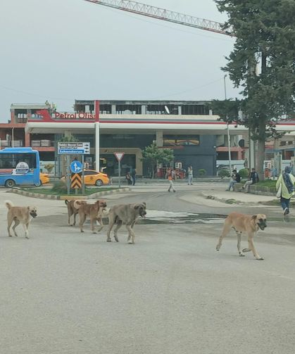 Sokaklarda Başıboş Köpek Tedirginliği
