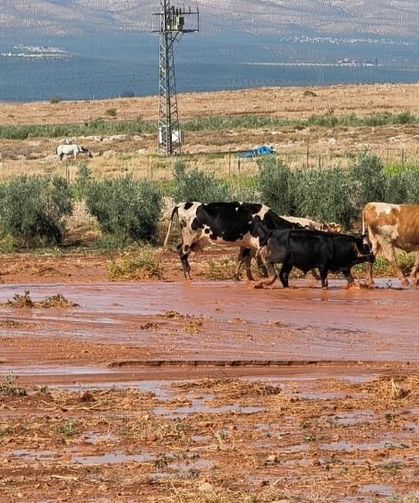 Şiddetli yağış tarım arazilerinde sele neden oldu