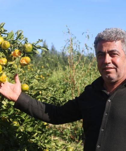Ceviz büyüklüğündeki dolu, hasadına gün sayılan erkenci mandalinayı vurdu