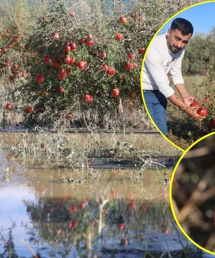 Ceviz büyüklüğündeki dolu 100 dönümlük arazideki tonlarca narı vurdu