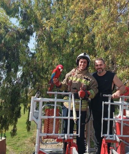 Ağaçta mahsur kalan papağanı itfaiye kurtardı