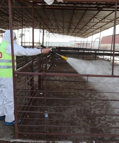 Şap hastalığına karşı karasinek mücadelesi sürüyor