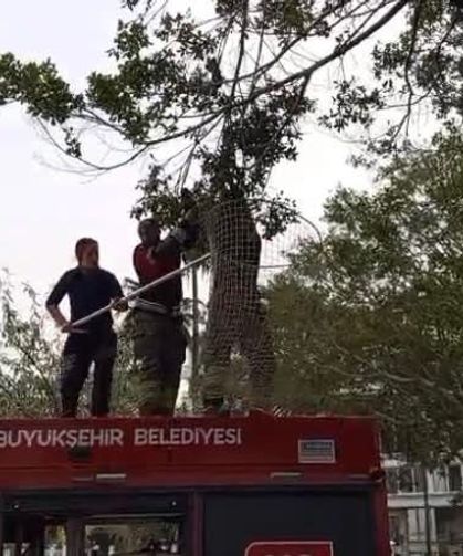 İskenderun'da ağaca takılan güvercin itfaiye ekiplerince kurtarıldı