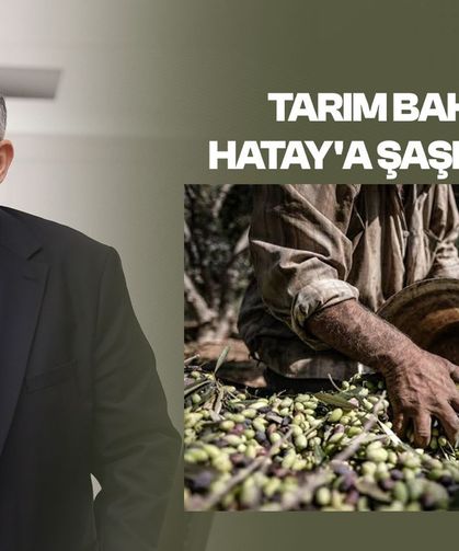 Çalışkan: Hataylı zeytin üreticisi perişan