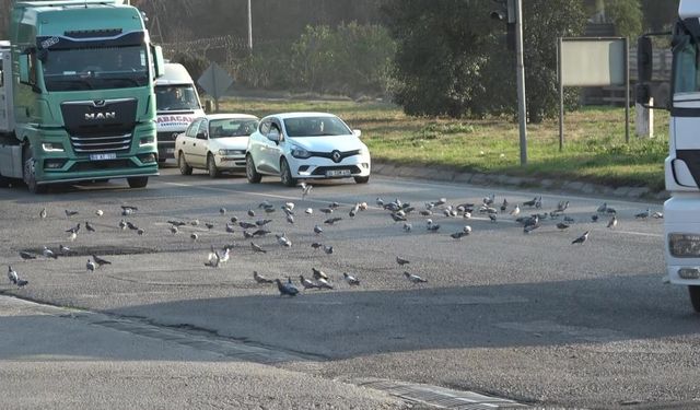 Yola saçılan tahıllar binlerce kuşa yem oluyor
