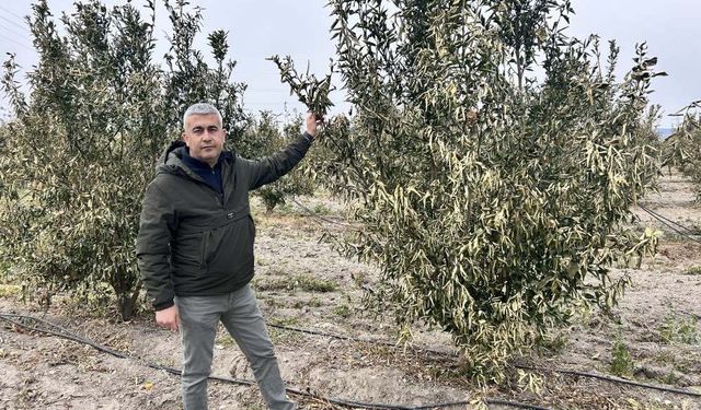 Ağaçları don vurdu