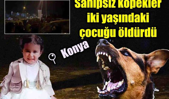 Sahipsiz köpekler iki yaşındaki çocuğu öldürdü