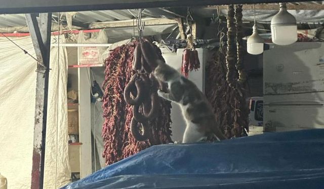 Sucuğun tadını çıkaran kedi kameraya yakalandı