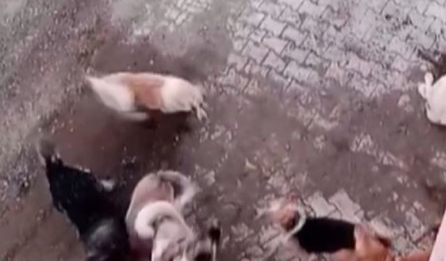 Hatay'da başıboş köpek🐕 sürüsü korkuttu‼️