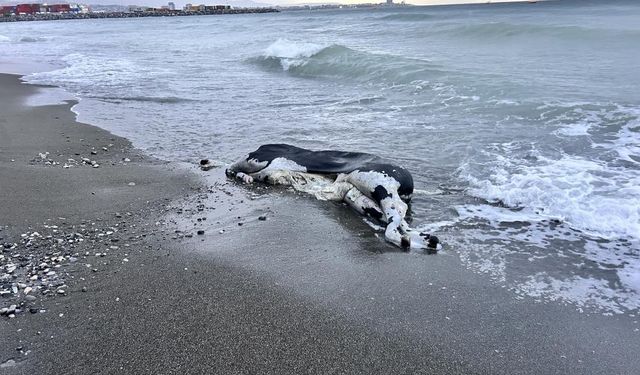 Kameralara balık değil angus yakalandı