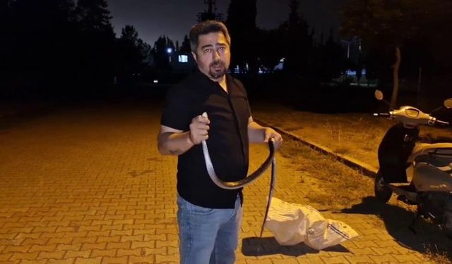 1 buçuk metrelik karayılanı nasihat vererek doğaya bıraktı