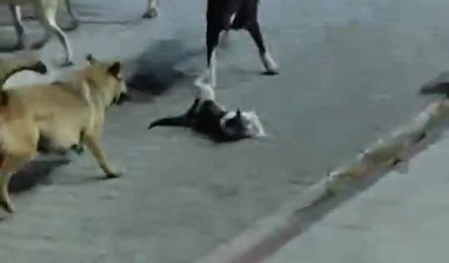 Sokak köpeklerinin saldırdığı kedi telef oldu